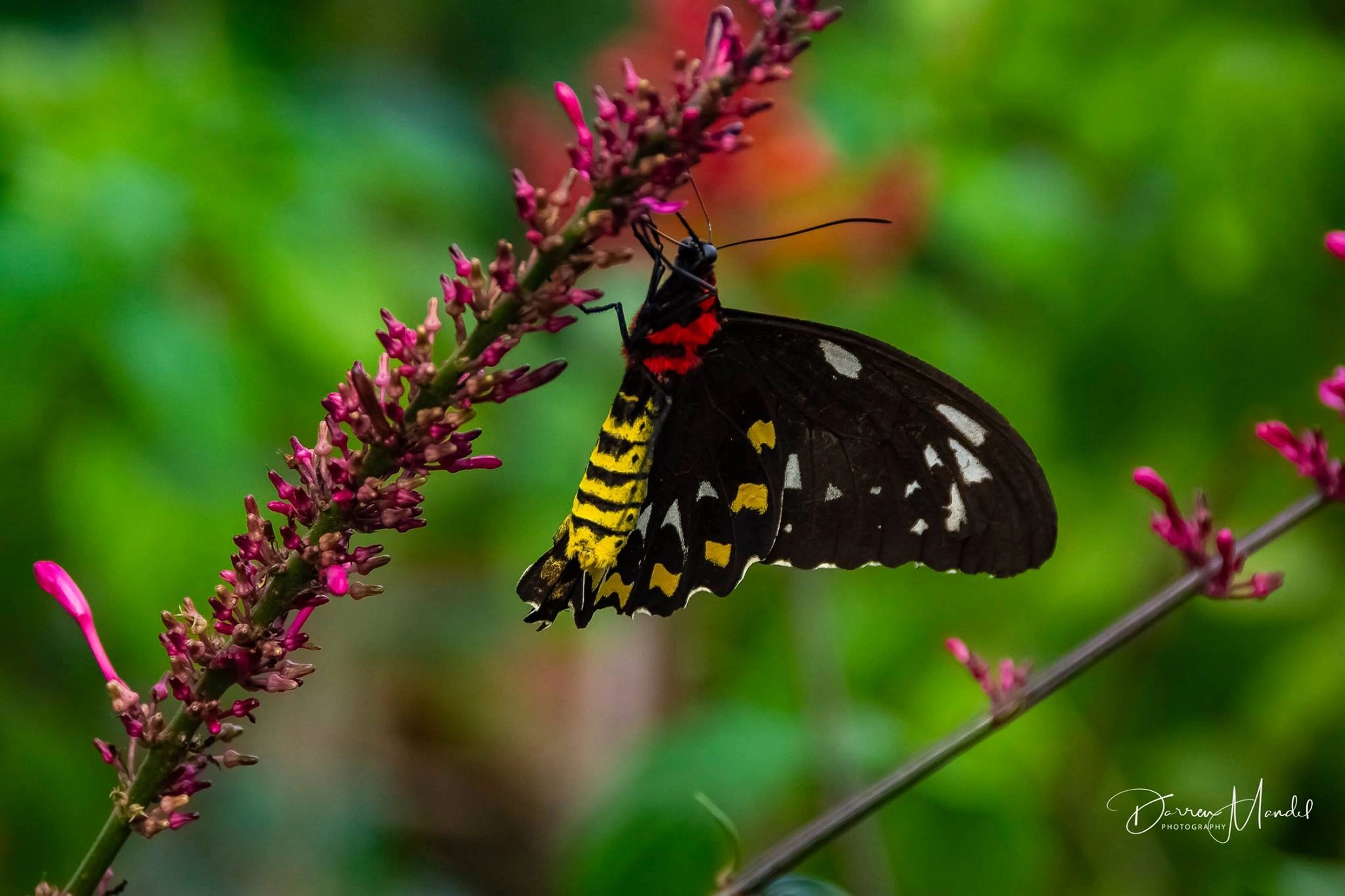 About Harmony Management Group, Inc.